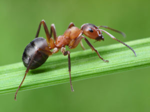 Close-up shot of a fire ant on a green leaf